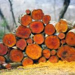 Timber