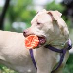 American pit bull terrier playing with a ball