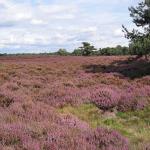 Wekeromse Zand heathland.