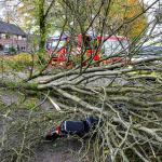 Fallen tree lands on woman cycling in Apeldoorn during Storm Ciarán. 2 November 2023.