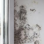Mold on a white wall next to a window