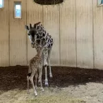 Giraffe calf next to its mother at gaiaZoo, November 2023.