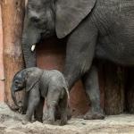 African elephant Pina-Nessi and her calf Mosi, born 4 November 2023