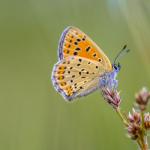 A sooty copper butterfly seen in the Drentsche Aa, a national park in Tynaarlo, in 2016