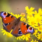 A European peacock butterfly spotted in the Netherlands in 2017