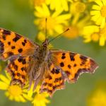 A comma butterfly captured by a photographer in the Netherlands in 2021