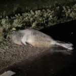 Seal found lost in Assendelft, 3 December 2023