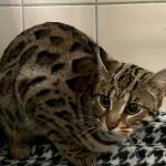 Bengal cat found in Noord-Holland, October 2023