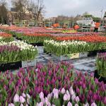 Over 200,000 tulips planted on Museumplein in Amsterdam for National Tulip Day. January 20, 2024