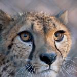 A 7-year-old female cheetah about to leave the Burgers' Zoo in Arnhem as part of a joint breeding program with Beekse Bergen in Hilvarenbeek. January 2024