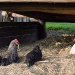 Chickens and a pig on a free range farm