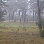 A chilly morning in the Hoge Veluwe, a national park in Gelderland. 14 January 2024