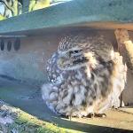 A steenuil, known in English as a little owl, steps out of it’s nesting box in Sprundel, Noord-Brabant. 10 January 2024