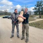 Rescued pelícano in Vught, Tuesday 13 February 2024