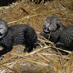 Two cheetah cups born in Safari Park Beekse Bergen in Hilvarenbeek.