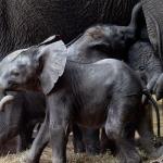 Tendai, an African elephant born at Beekse Bergen on 19 February 2024. Tendai is the third African elephant calf born at the safari park since November. The other two, Mosi and Ajabu, are visible in the background