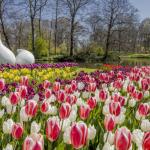 Tulips in bloom at the Keukenhof in Lisse, March 2024