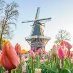 Flowers in bloom at the Keukenhof in Lisse, March 2024