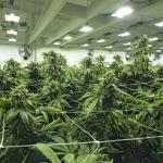 Cannabis plantation