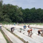 Seasonal workers harvesting asparagus on a farm in Lottum, Horst aan de Maas, Limburg. 19 June 2021