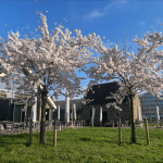 Cherry blossoms at the University of Amsterdam Science Park, 14 March 2024