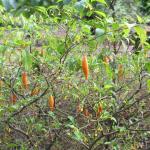 A photo of Tabernatha Iboga, A shrub native to Central Africa that has hallucinogenic properties