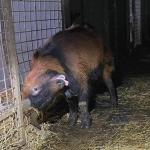 A goat with its horn stuck in the fence around its enclosure at a Noord-Brabant breeder, 11 March 2024
