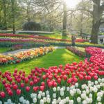 Tulips blooming in the Keukenhof in Lisse, 11 April 2024