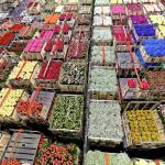 Crates with flowers ready for distribution 