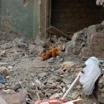 A teddy bear lies amidst rubble in Gori after conflict between Georgia and Russia. Taken 25 August 2008