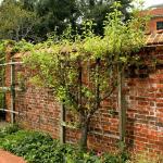 A pruned fruit tree forms a shape with a process known as espalier. 2012