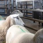 Sheep in a slaughterhouse