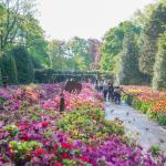 Flowers in the Keukenhof on 5 May 2024