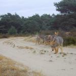 A wolf gave birth to a litter of at least seven cubs in the Veluwe, and several have been seen on different trail cameras in the area.