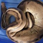 Ball python found at the Hockey Association Spijkenisse, May 2024