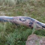 A minke whale washed up on the Rottumerplaat, a Wadden Island north of Groningen. November 2020