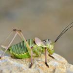 Ephippiger diurnus female, also known as the saddle locust