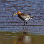 A black-tailed godwit spotted on the beach.