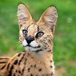 A photo of a serval.