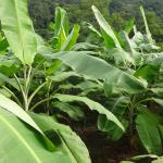 Banana plants growing at an agricultural site