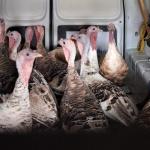 Thirteen turkeys found running loose in Holselersdijk, Zuid-Holland. 20 August 2024