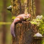 Beech marten (Martes foina), also known as the stone marten sitting on a tree stump