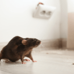 A brown rat in a home