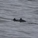 Two porpoises spotted on 17 February 2024