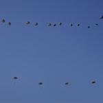 Paratroopers land on the Ginkelse Heide during the commemoration of Operation Market Garden.