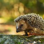 A young hedgehog in it's natural habitat.