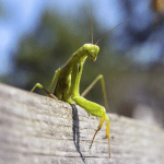 European praying mantis