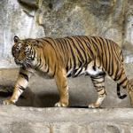 Sumatran tiger in the zoo