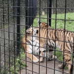 Siberian tigers Kuma and Bodhana will hopefully help repopulate the species in Kazakhstan. September 2024