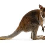 A wallaby on a white background